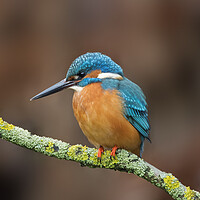 Buy canvas prints of Common Kingfisher Male by Arterra 