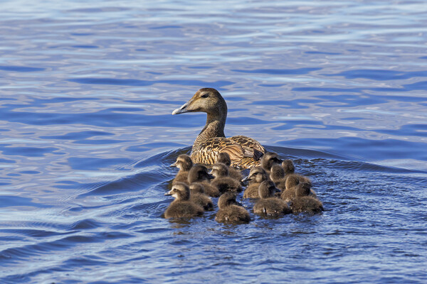 Common Eider Duck Female with Ducklings Picture Board by Arterra 