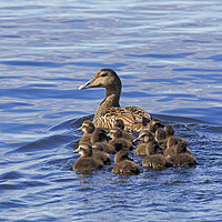 Buy canvas prints of Common Eider Duck Female with Ducklings by Arterra 