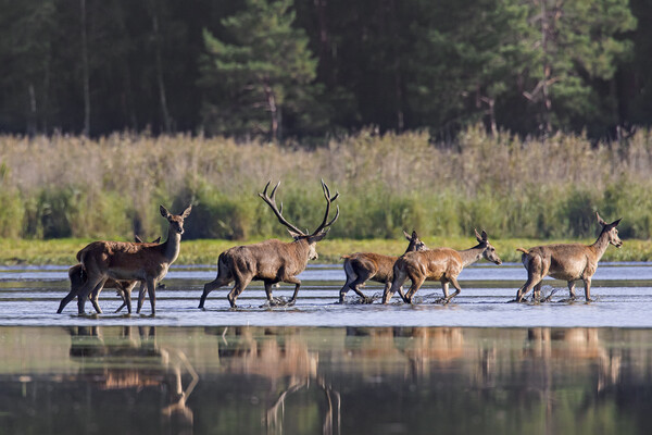 Red Deer Stag with Hinds Crossing Pond Picture Board by Arterra 