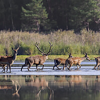 Buy canvas prints of Red Deer Stag with Hinds Crossing Pond by Arterra 