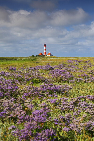 Sea-Lavender and Lighthouse Westerheversand Picture Board by Arterra 