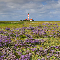 Buy canvas prints of Sea-Lavender and Lighthouse Westerheversand by Arterra 