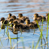 Buy canvas prints of Springtime Ducklings..  by Ben Kirby
