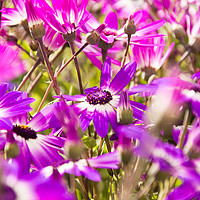 Buy canvas prints of Summer Floral Patters by Ben Kirby