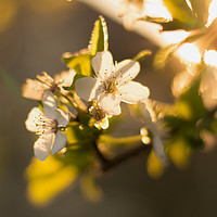 Buy canvas prints of Summer Time Blossom by Ben Kirby