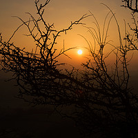 Buy canvas prints of Sunset through the trees by Ben Kirby