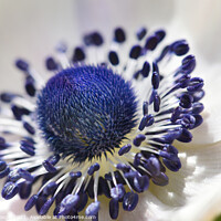 Buy canvas prints of Poppy anemone flower by Philip Gough