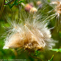 Buy canvas prints of Wild Thistle seeding by Philip Gough