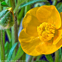Buy canvas prints of Buttercup Birth by Philip Gough