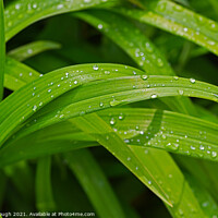 Buy canvas prints of Water droplets on Plant leaves by Philip Gough