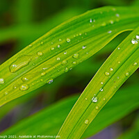 Buy canvas prints of Dew on Leaves by Philip Gough