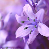Buy canvas prints of Bluebell Dreams by Philip Gough