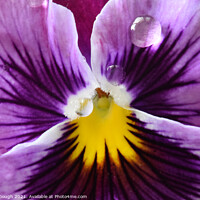 Buy canvas prints of Pansy Macro Centre by Philip Gough