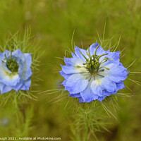 Buy canvas prints of LOVE IN A MIST by Philip Gough