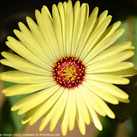 Buy canvas prints of Livingstone Daisy by Philip Gough