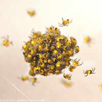 Buy canvas prints of New Born Spiderlings by Philip Gough