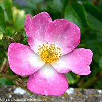Buy canvas prints of Dog Rose (Rosa Canina) by Philip Gough