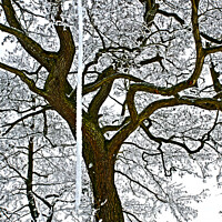 Buy canvas prints of Tree in the snow. by Philip Gough