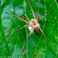 Buy canvas prints of Nursery Web Spider with Sack by Philip Gough
