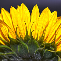 Buy canvas prints of Sunflower Petals View by Philip Gough