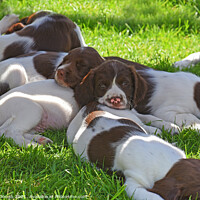 Buy canvas prints of Puppies at rest by Philip Gough