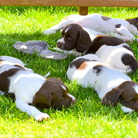 Buy canvas prints of Springer Puppies having a sleep by Philip Gough