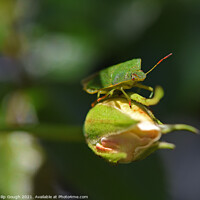 Buy canvas prints of Green Shield Bug by Philip Gough