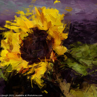 Buy canvas prints of Sunflower by Philip Gough