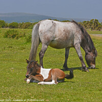 Buy canvas prints of DARTMOOR FOAL AND MARE by Philip Gough