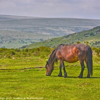 Buy canvas prints of A brown Dartmoor Pony grazing on a lush green field by Philip Gough