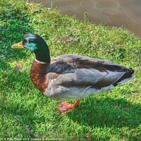 Buy canvas prints of Mallard grazing for food by Philip Gough