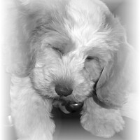 Buy canvas prints of A close picture of a puppy asleep by Philip Gough