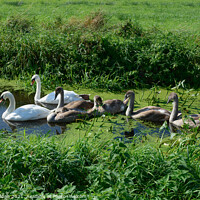 Buy canvas prints of Swans and Cygnets by Philip Gough
