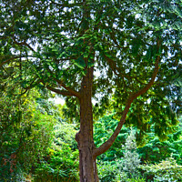 Buy canvas prints of Large tree by Philip Gough