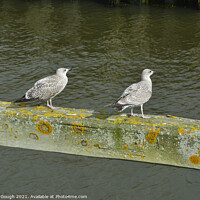 Buy canvas prints of Two birds on a wooden bar in the Harbour. by Philip Gough