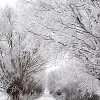 Buy canvas prints of A tree covered in snow by Philip Gough
