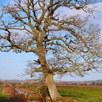 Buy canvas prints of Large tree on a Somerset Rhyne. by Philip Gough