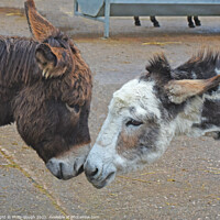 Buy canvas prints of DONKEY LOVE by Philip Gough