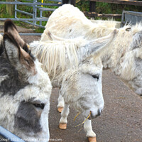 Buy canvas prints of DONKEY TRIO by Philip Gough