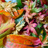 Buy canvas prints of Autumn Leaves Colour by Philip Gough
