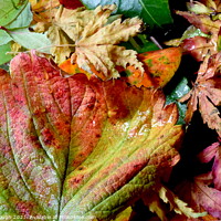 Buy canvas prints of Colour In Autumn by Philip Gough
