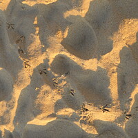 Buy canvas prints of BIRD PRINTS IN SAND by Philip Gough