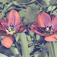 Buy canvas prints of RED TULIPS by Philip Gough