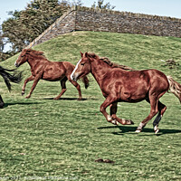Buy canvas prints of A horse running in a grassy field by Philip Gough