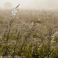 Buy canvas prints of Outdoor field by Philip Gough