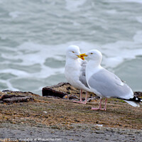 Buy canvas prints of SEAGULL FRIENDS by Philip Gough