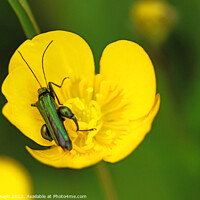 Buy canvas prints of Thick legged flower beetle by Philip Gough
