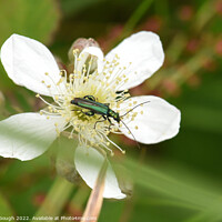 Buy canvas prints of Thick legged flower beetle by Philip Gough