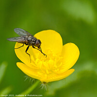 Buy canvas prints of Fly on Buttercup by Philip Gough
